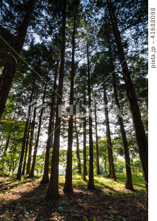 宮城涌谷箟岳山箟峯寺鎮守の森の木漏れ日 宮城涌谷箟岳山箟峯寺鎮守の森の木漏れ日 41688098