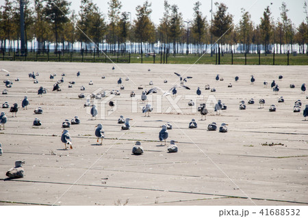 Seagulls are on rest on a concrete ground Seagulls are on rest on a concrete ground 41688532
