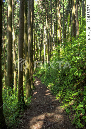 新緑の御岳山　山道 41688576