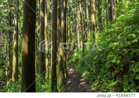 新緑の御岳山　山道 41688577