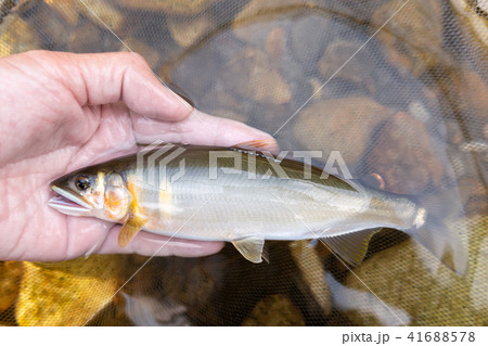 釣りたての天然鮎 釣りたての天然鮎 41688578