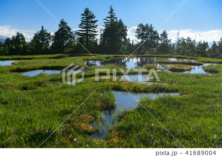 初夏の広沢田代 41689004