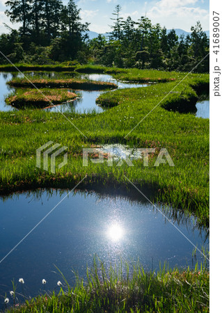 初夏の広沢田代 初夏の広沢田代 41689007