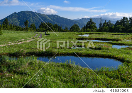 初夏の広沢田代 41689008
