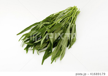 空心菜（クウシンサイ） 41689179