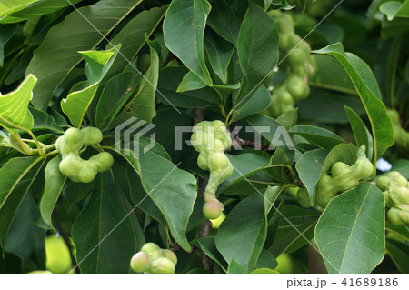 コブシの実 41689186