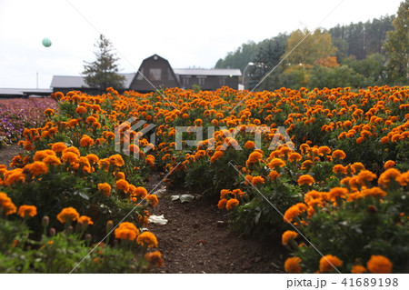 花畑_ファーム富田 41689198