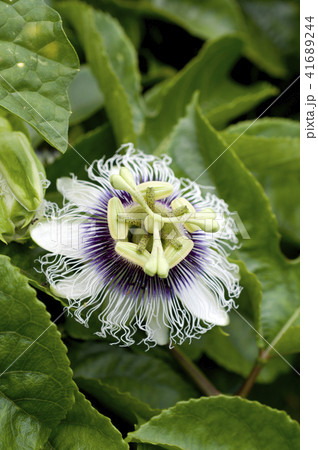 パッションフルーツ(果物時計草)の花 パッションフルーツ(果物時計草)の花 41689244