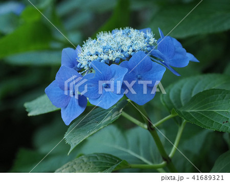 Hydrangea (natural texture) - Stock Photo [41689321] - PIXTA