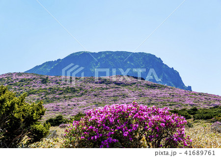 済州島 漢拏山 ツツジ 41689761