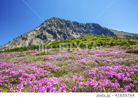 済州島 漢拏山 ツツジ 41689764