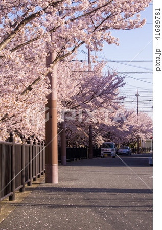 石澄川桜並木 41689781