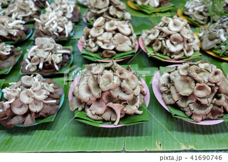 Gathering forest mushroom, Wild Mushrooms Gathering forest mushroom, Wild Mushrooms 41690746