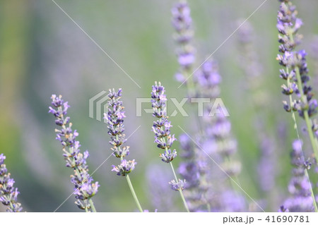 ラベンダーの花 ラベンダーの花 41690781
