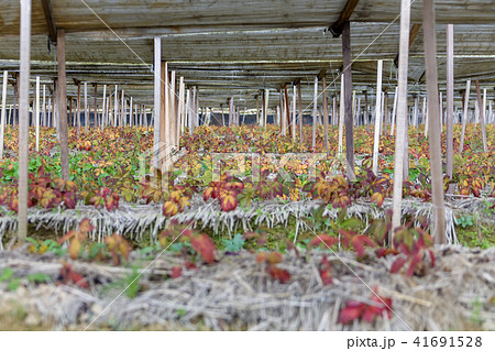 農作物 高麗人参 高麗人参畑 41691528