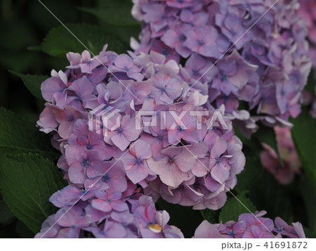 アジサイ（雨上がりの水滴付き） 41691872