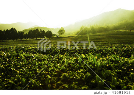 風景 茶葉 韓国 41691912