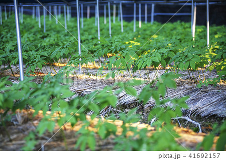 農作物 高麗人参 高麗人参畑 41692157