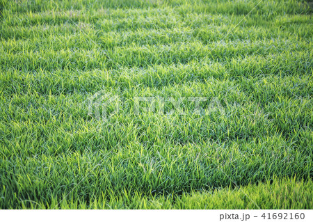 農作物 田植え 苗 41692160