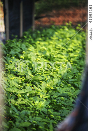 高麗人参 畑 農作物 41692161