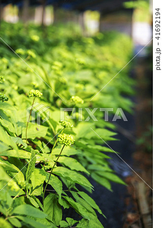 高麗人参 畑 農作物 41692194