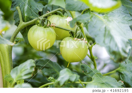 畑 トマト 実 41692195