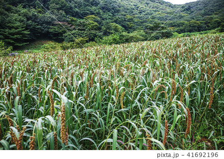 畑 野菜 農作物 41692196
