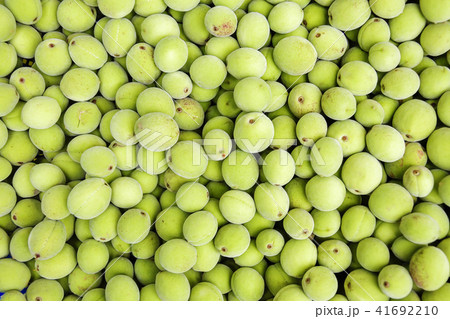 梅 フルーツ 果物 41692210