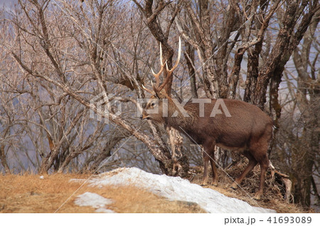 神奈川の塔ノ岳山頂に生息する野生の鹿 41693089