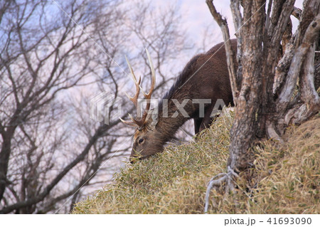 神奈川の塔ノ岳山頂に生息する野生の鹿 41693090