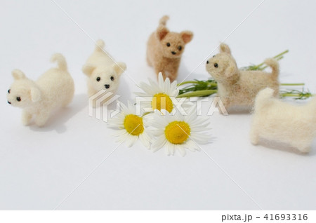 カモミールの花とフェルトの子犬 カモミールの花とフェルトの子犬 41693316