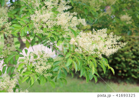 シマトリネコの花 シマトリネコの花 41693325