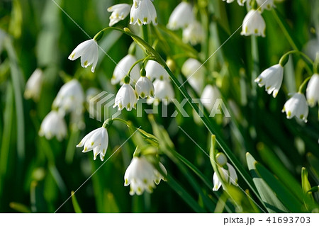 スノーフレーク 41693703