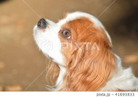 キャバリア キャバリア 41693833