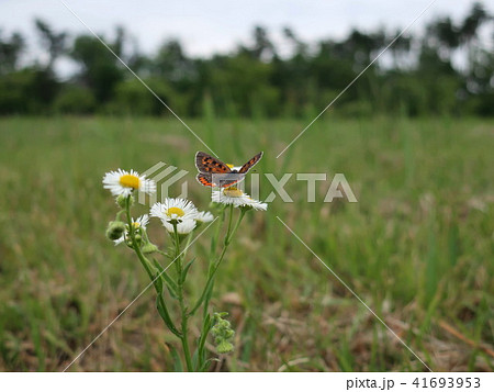 花とベニシジミ 花とベニシジミ 41693953