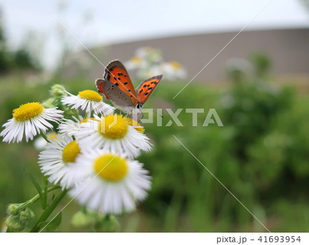 花とベニシジミ 41693954