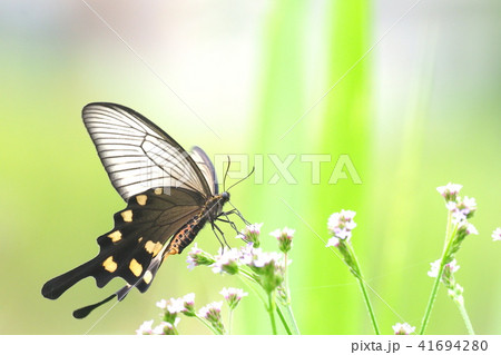 ジャコウアゲハ(メス) ジャコウアゲハ(メス) 41694280