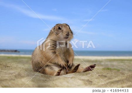 Little cute prairie dog sitting on sand. Little cute prairie dog sitting on sand. 41694433