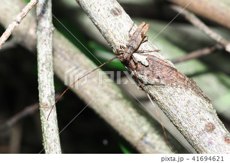 ヤハズカミキリ ヤハズカミキリ 41694621