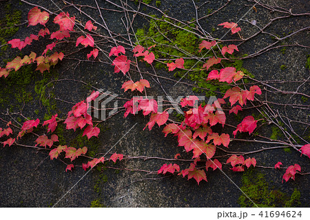 紅葉した蔦 紅葉した蔦 41694624