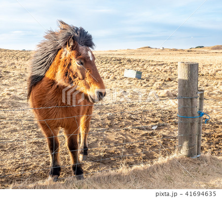 Icelandic horse in farm in Iceland Icelandic horse in farm in Iceland 41694635
