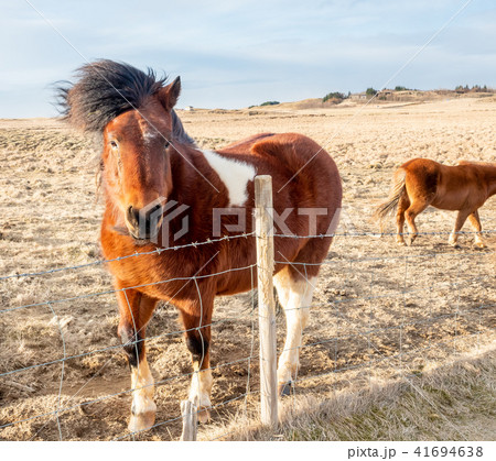 Icelandic horse in farm in Iceland 41694638