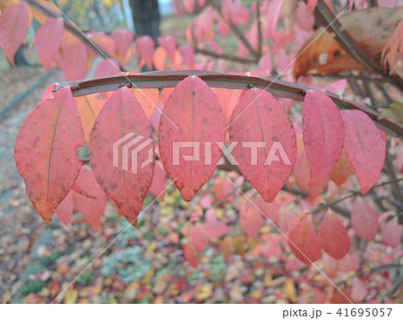 紅葉の整列 41695057