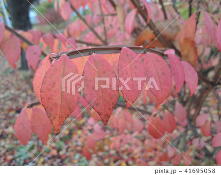 紅葉の整列 41695058
