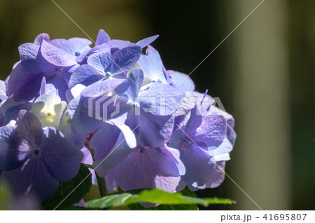 服部農園 あじさい屋敷の紫陽花 千葉県茂原市 服部農園 あじさい屋敷の紫陽花 千葉県茂原市 41695807