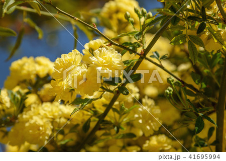 Rosa foetida. Persian yellow rose 41695994