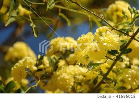 Rosa foetida. Persian yellow rose 41696018