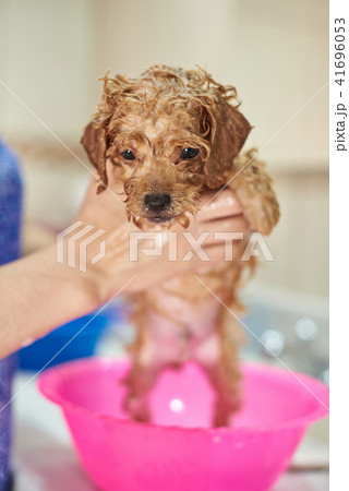 Wet brown puppy dog Wet brown puppy dog 41696053