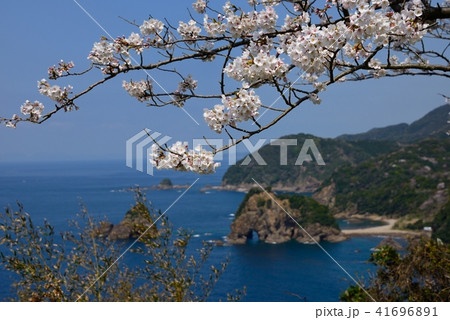 桜と妙見浦 41696891