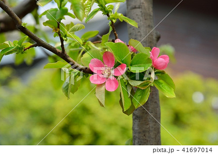 カリンの花 41697014